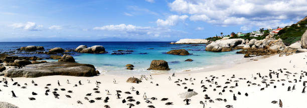 African penguins  (Speniscus demersis) at Boulders Beach , Simon's Town, South Africa African penguin breeding colony at Boulders Beach in Simon's Town near Cape Town in the Western Cape Province. boulder beach western cape province photos stock pictures, royalty-free photos & images