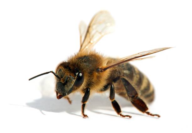 istock bee or honeybee in Latin Apis Mellifera 973341926