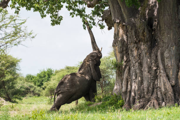 Elephant eating baobab stock photo