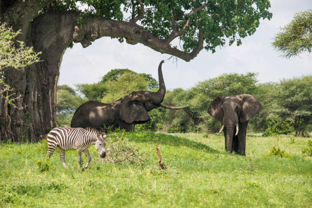 Elephant trying to get leafs stock photo