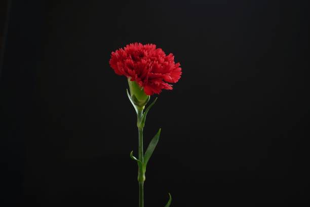 istock Red carnation flower on black background 973346758