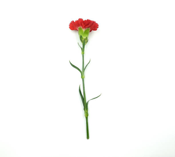 istock Red carnation flower on white background 973346762