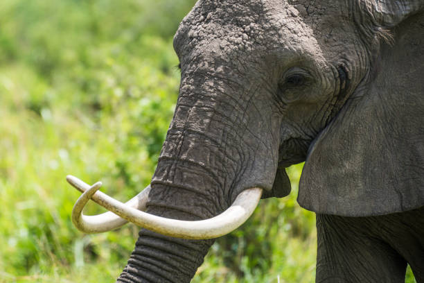 istock crossed ivory tusks 973346920