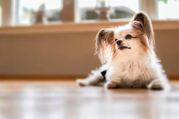 Papillon dog on the floor looking philosophically and happy