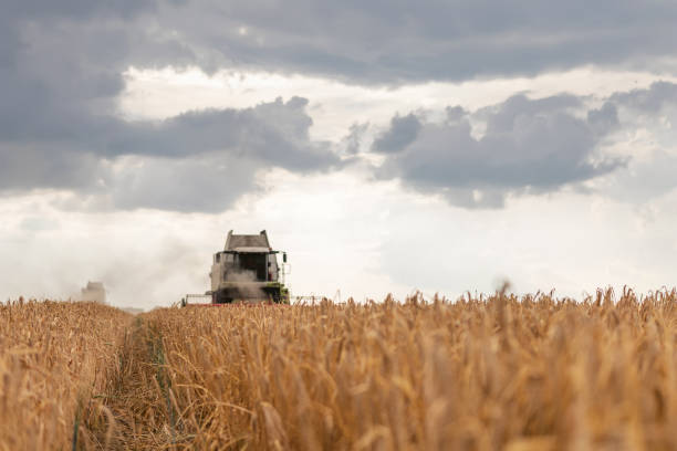 istock Combine harvester working on a wheat field. Harvesting wheat. 973348676