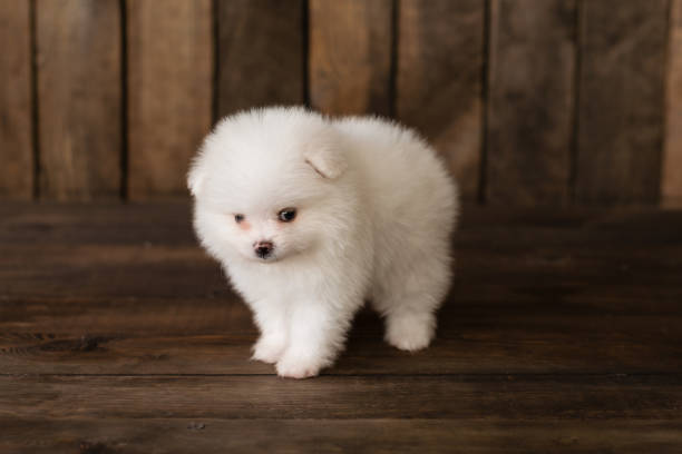 istock Little Pomeranian spitz-dogpuppy 973352290