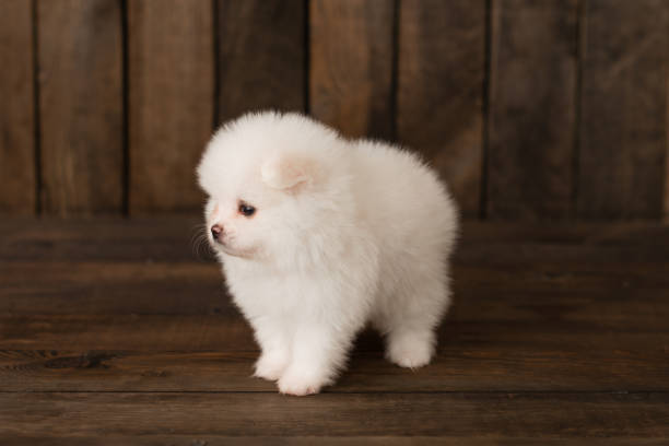 istock Little Pomeranian spitz-dogpuppy 973352322