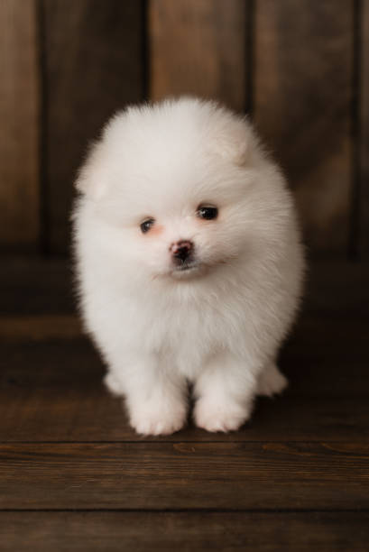 istock Little Pomeranian spitz-dogpuppy 973352402