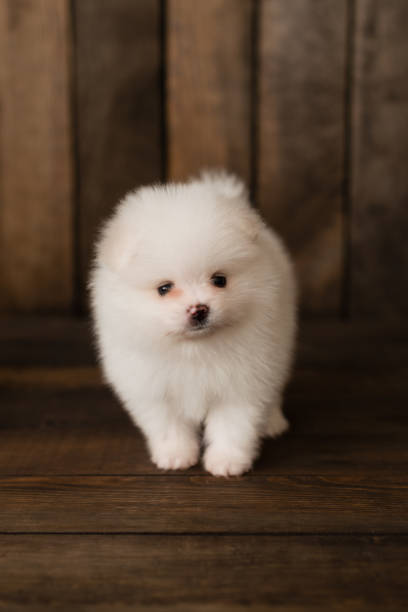 istock Little Pomeranian spitz-dogpuppy 973352536