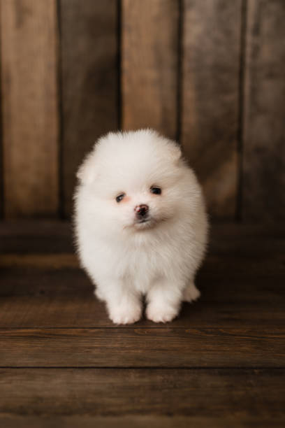 istock Little Pomeranian spitz-dogpuppy 973352578