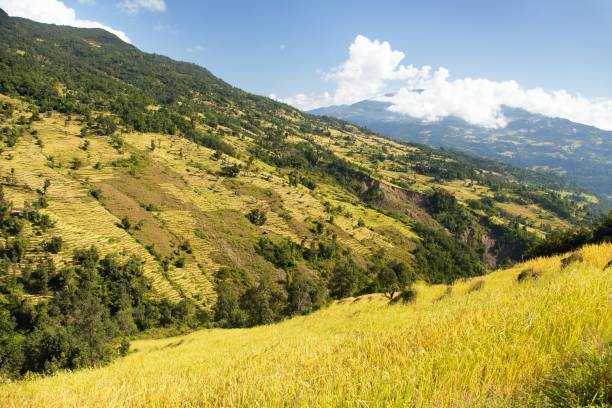 istock rice or paddy fields in Nepal Himalayas 973353442