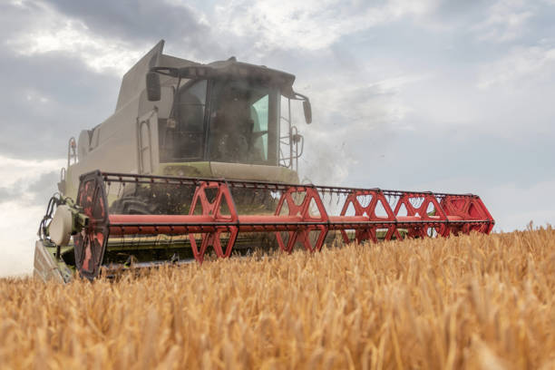 istock Combine harvester working on a wheat field. Harvesting wheat. 973356244