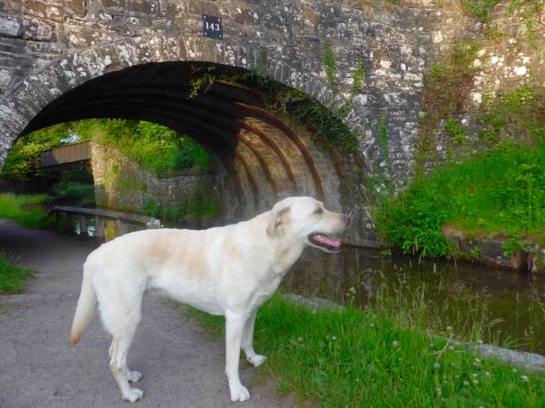 labrador retriever no canal uk - wales brecon beacons bridge footpath - fotografias e filmes do acervo