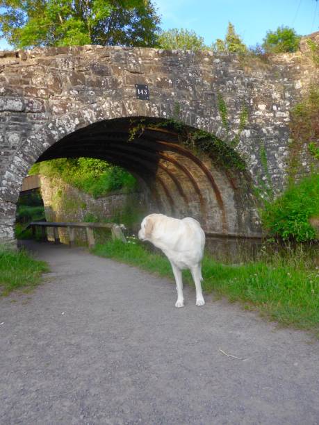 labrador retriever no canal uk - wales brecon beacons bridge footpath - fotografias e filmes do acervo