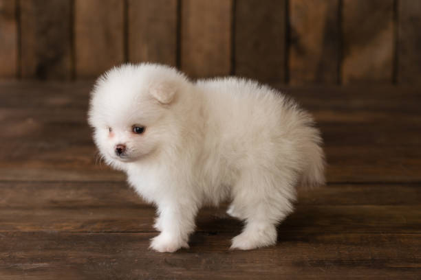istock Little Pomeranian spitz-dogpuppy 973357174
