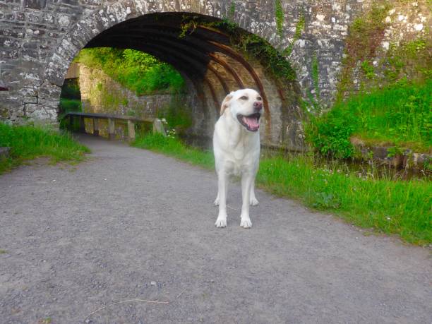 labrador retriever no canal uk - wales brecon beacons bridge footpath - fotografias e filmes do acervo