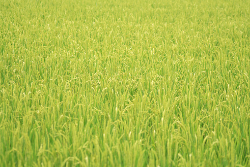 Straw Plain, Agricultural landscape