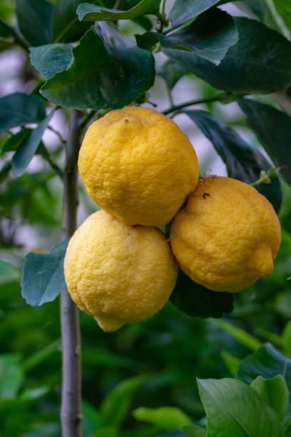 istock Ripe big yellow lemon citrus tropical fruit hanging on lemon tree 973363806