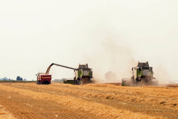 istock Combine harvester working on a wheat field. Harvesting wheat. 973364642
