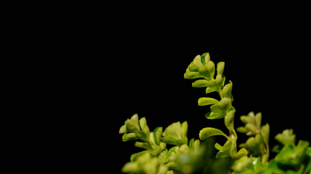 istock new green leaves in dark low key background 973366890