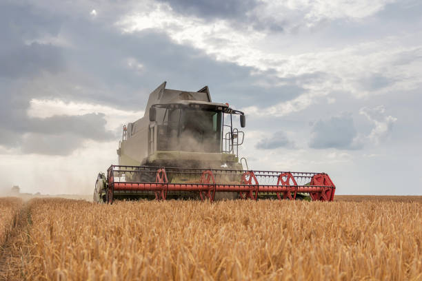 istock Combine harvester working on a wheat field. Harvesting wheat. 973367386