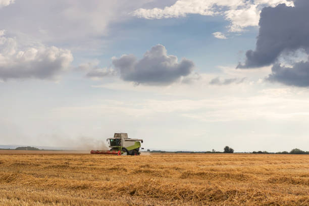 istock Combine harvester working on a wheat field. Harvesting wheat. 973367498