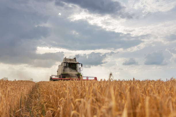 istock Combine harvester working on a wheat field. Harvesting wheat. 973367980