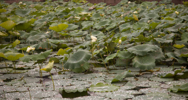 istock beautifull landscape in Suzhou China 973370290