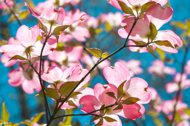 istock Dogwood tree blossom at springtime in park. 973370328