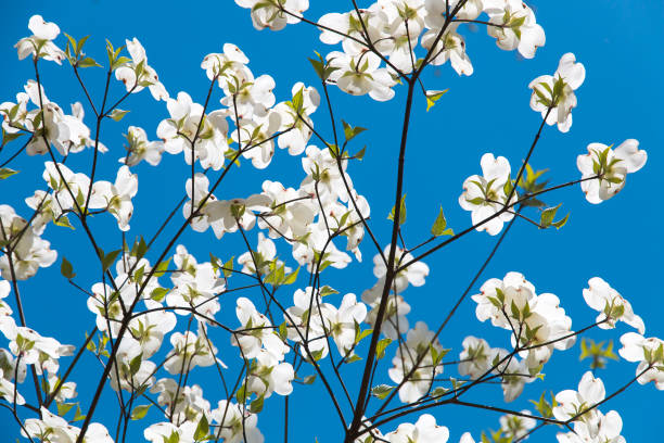 Cherry blossom extreme close-up on a blue sky background. Space for copy.