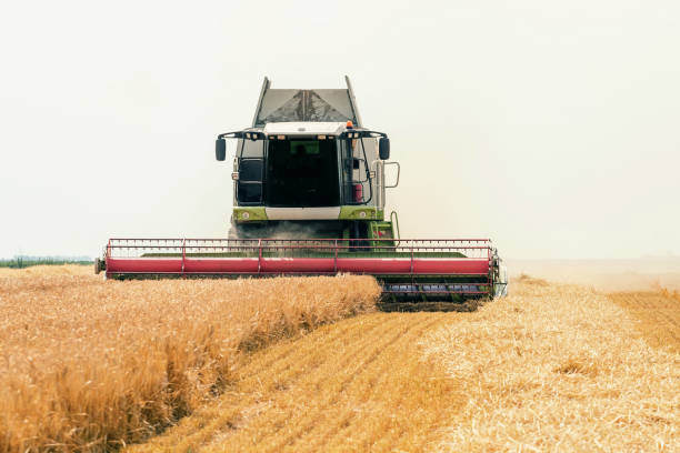 istock Combine harvester working on a wheat field. Harvesting wheat. 973370594