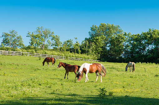 Horses at green pastures of horse farms. Country summer landscape.