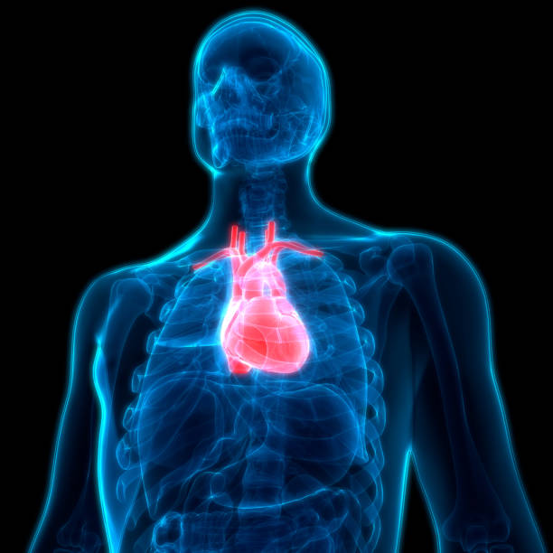 istock Human Body Organs Heart Anatomy 973374056
