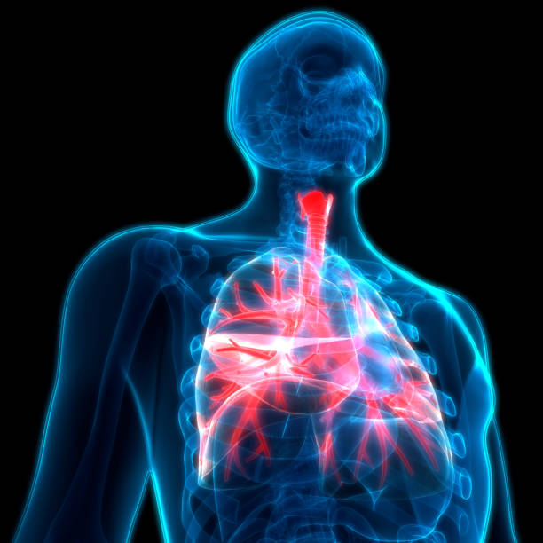 istock Human Respiratory System Lungs Anatomy 973374112