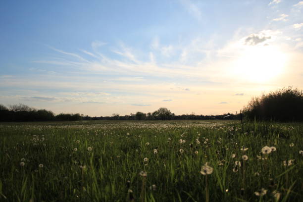 istock dandelion plants on a green field in Germany 973374298