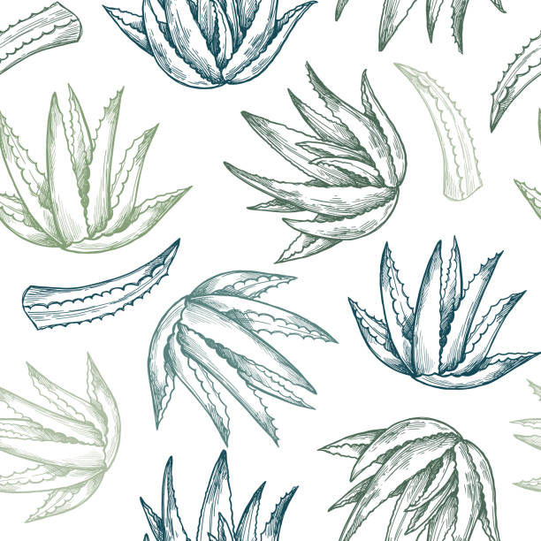 Hand drawn vector seamless pattern. Aloe vera. Herbal Background in sketch style. Perfect for cosmetics labels, invitations, cards, leaflets etc Hand drawn vector seamless pattern. Aloe vera. Herbal Background in sketch style. Perfect for cosmetics labels, invitations, cards, leaflets etc aloe vera gel stock illustrations