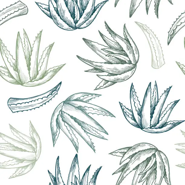 Vector illustration of Hand drawn vector seamless pattern. Aloe vera. Herbal Background in sketch style. Perfect for cosmetics labels, invitations, cards, leaflets etc