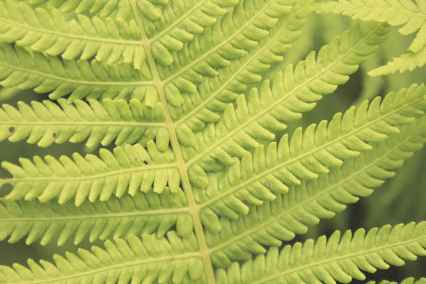 istock details of fern leaf 973377312