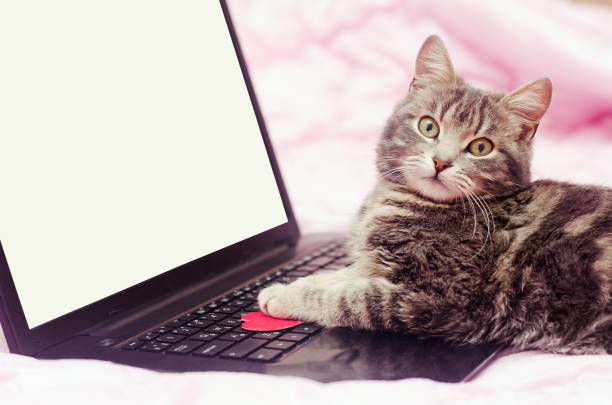 istock gray cat at notebook on a pink background 973377392