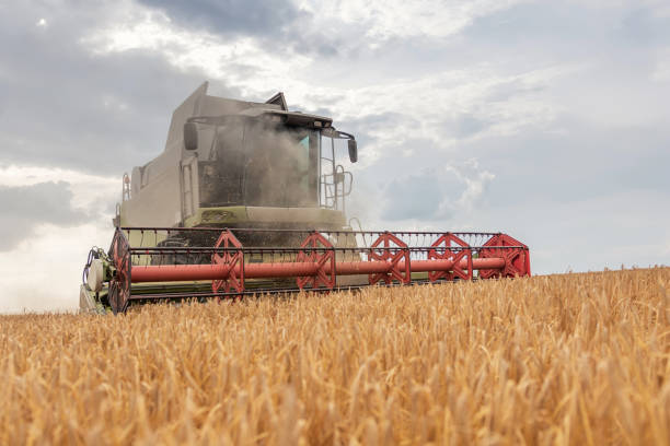 istock Combine harvester working on a wheat field. Harvesting wheat. 973377838