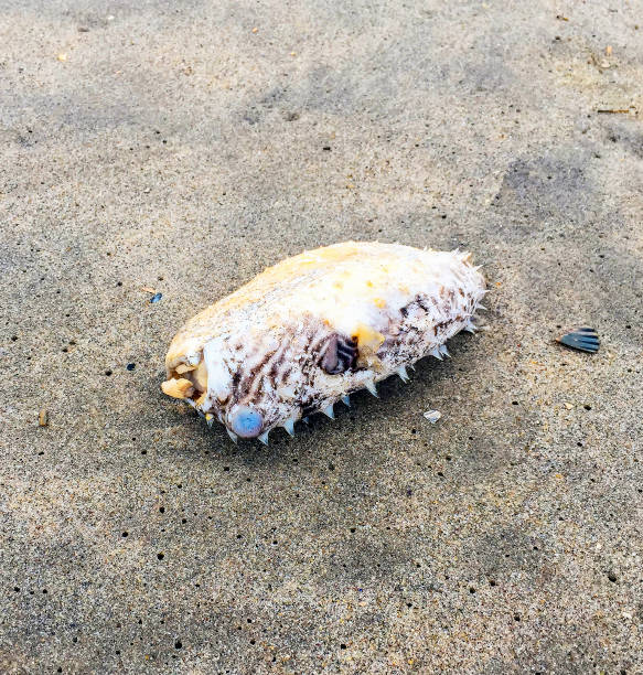 istock Dead puffer fish on a beach in New York, NY 973378328