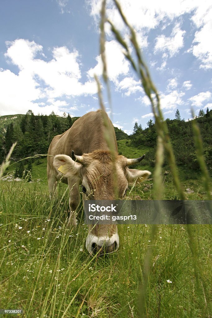 alpine cow  Agricultural Field Stock Photo