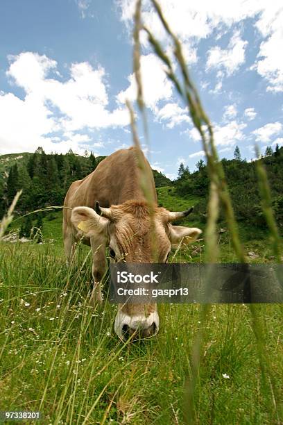 Alpine Cow Stock Photo - Download Image Now - Agricultural Field, Animal, Animal Hair