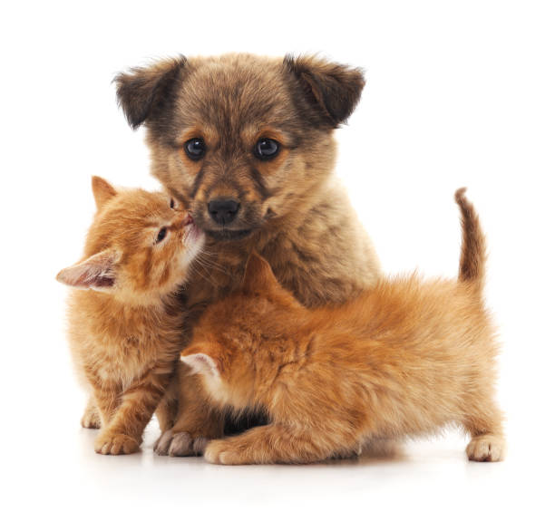 istock Puppy and two kittens. 973382352