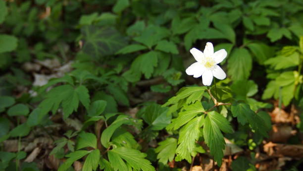 istock single white windflowers in green forest at springtime 973383258