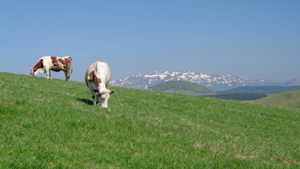Two cows are grazing in a green meadows at spring. The snowy Puy de sancy, a french mountain situated in Auvergne, is visible in the background.