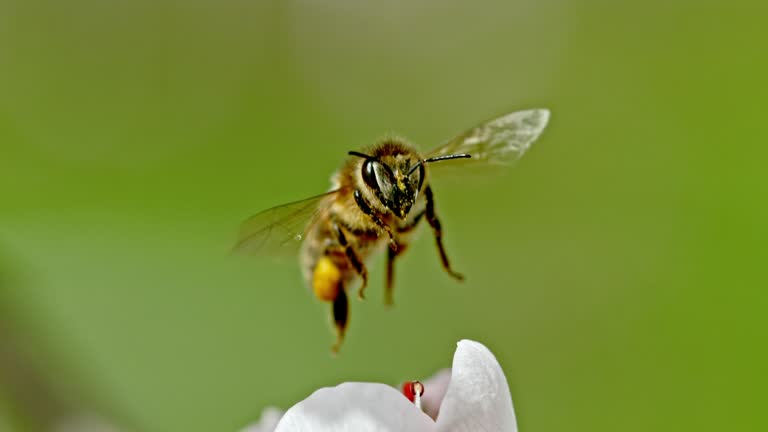 SLO MO ECU Honey bee collecting pollen