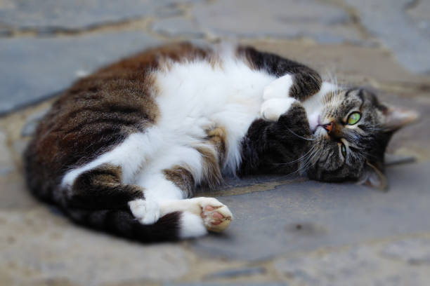 istock Beautiful cat lay down on the ground 973388542