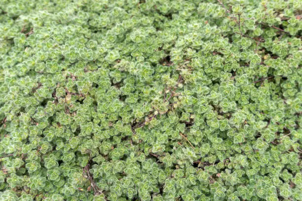 Thymus lanuginosus Woolly Thyme garden groundcover plant closeup