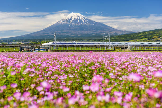 Shinkansen N700 and Mount Fuji Shinkansen or JR Bullet train run pass through Mount Fujisan and Shibazakura at spring in Shizuoka. Shinkansen, Super high speed train N700 transit between Tokyo and Osaka. bullet train mount fuji stock pictures, royalty-free photos & images